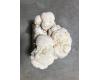 Lion's Mane Mushroom Kit